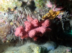 Aplysilla rosea