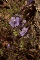 Phacelia vallis-mortae