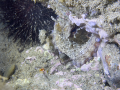 Octopus vulgaris