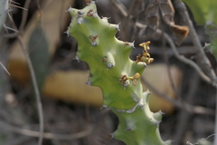 Euphorbia neriifolia