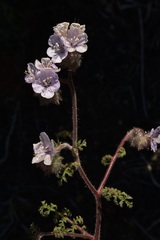 Phacelia vallis-mortae