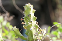 Euphorbia neriifolia
