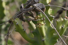 Euphorbia neriifolia
