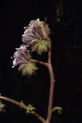 Phacelia vallis-mortae