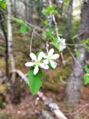 Amelanchier bartramiana