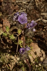 Phacelia vallis-mortae