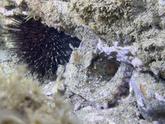 Octopus vulgaris