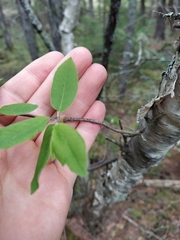 Amelanchier bartramiana