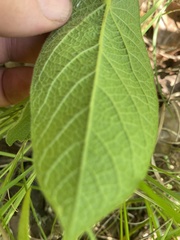 Aristolochia reticulata