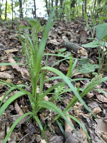 ostrica lesná (Carex sylvatica)