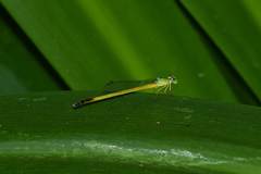 Ceriagrion fallax