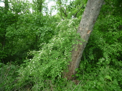 Cotoneaster multiflorus