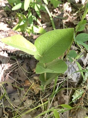 Aristolochia reticulata