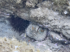 Octopus vulgaris