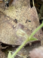 Aristolochia reticulata