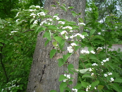 Cotoneaster multiflorus