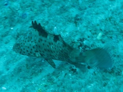 Epinephelus longispinis