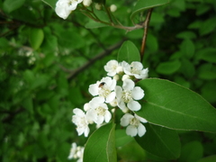 Cotoneaster multiflorus