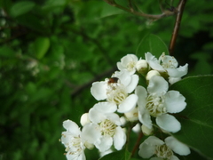 Cotoneaster multiflorus