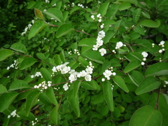 Cotoneaster multiflorus