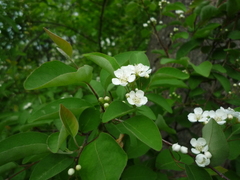 Cotoneaster multiflorus