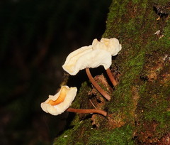 Collybia eucalyptorum
