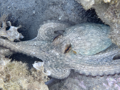 Octopus vulgaris