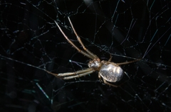 Prosoponoides sinense