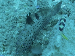 Epinephelus longispinis