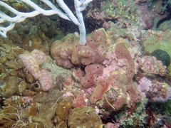 Polysyncraton lacazei
