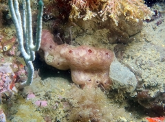 Polysyncraton lacazei