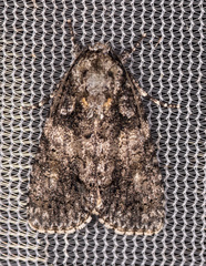 Acronicta increta
