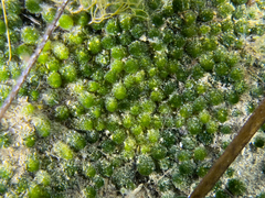 Dasycladus vermicularis