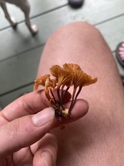 Xeromphalina campanella
