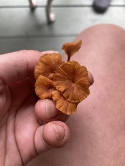 Xeromphalina campanella