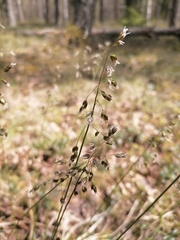 Anthoxanthum australe