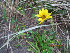 Gazania linearis