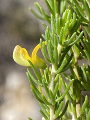 Aspalathus sanguinea