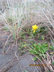 Gazania linearis