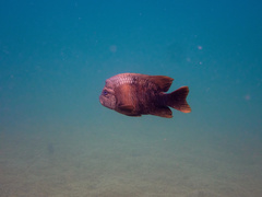 Microspathodon bairdii