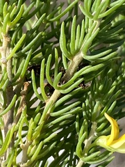 Aspalathus sanguinea