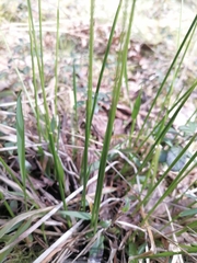 Anthoxanthum australe