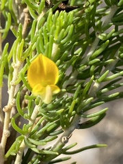 Aspalathus sanguinea