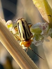 Triarius trivittatus