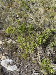 Aspalathus sanguinea