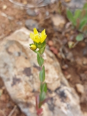 Hypericum perfoliatum