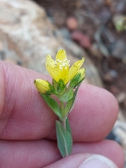 Hypericum perfoliatum