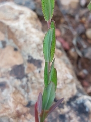 Hypericum perfoliatum