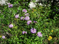 Iberis umbellata