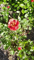 Potentilla thurberi